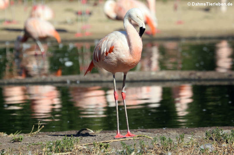 Chileflamingo (Phoenicopterus chilensis)