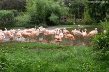 Phoenicopterus chilensis-3