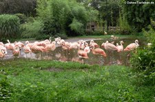 Chileflamingos (Phoenicopterus chilensis) im Naturzoo Rheine