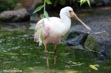 Rosalöffler (Platalea ajaja) im Naturzoo Rheine