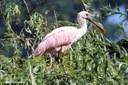 Platalea ajaja