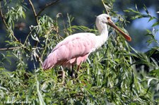 Rosalöffler (Platalea ajaja) im Naturzoo Rheine