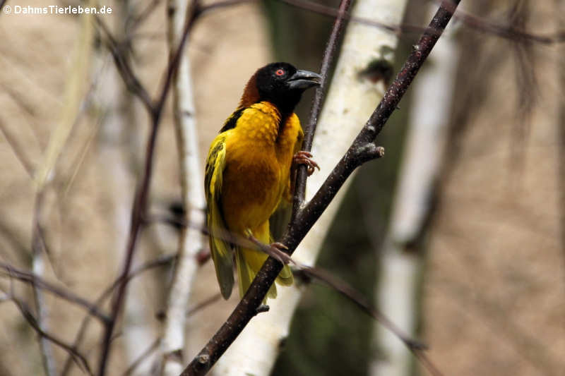 Ploceus cucullatus cucullatus-5