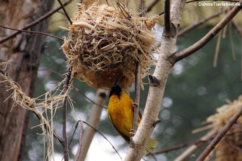 Ploceus cucullatus cucullatus-4