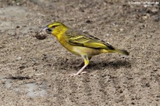 Westlicher Dorfweber (Ploceus cucullatus cucullatus) im Naturzoo Rheine