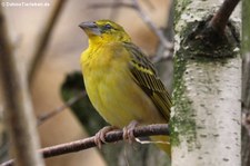 Westlicher Dorfweber (Ploceus cucullatus cucullatus) im Naturzoo Rheine