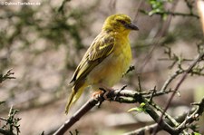 Westlicher Dorfweber (Ploceus cucullatus cucullatus) im Naturzoo Rheine