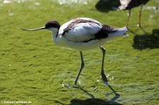 Säbelschnabler (Recurvirostra avosetta) im Naturzoo Rheine