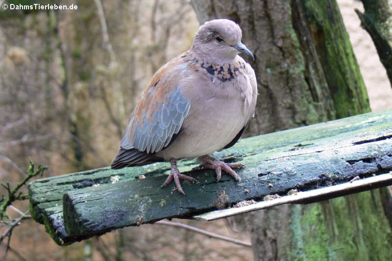 Senegaltaube (Streptopelia senegalensis)