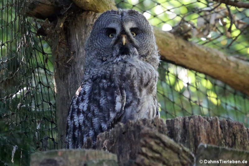 Eurasischer Bartkauz (Strix nebulosa lapponica)