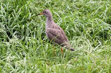 Rotschenkel (Tringa totanus) im Naturzoo Rheine