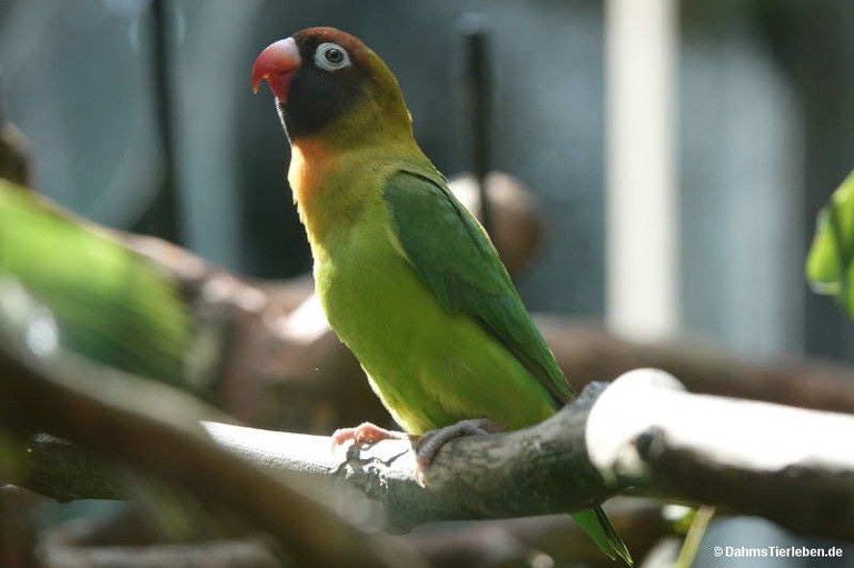 Agapornis nigrigenis