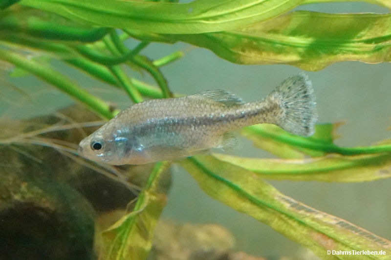Ameca-Hochlandkärpfling Ameca splendens-1