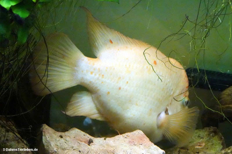 Lippenbuntbarsch
(Amphilophus labiatus) Amphilophus labiatus