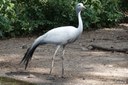 Anthropoides paradisea