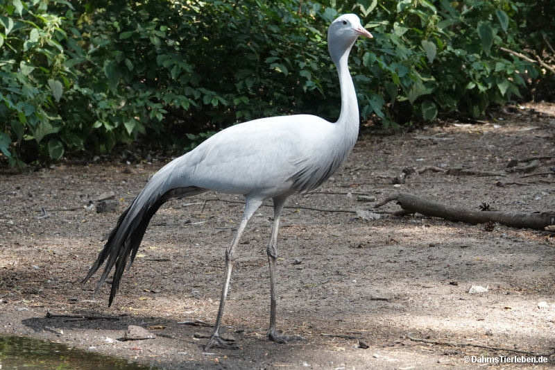 Paradieskranich
(Anthropoides paradisea) Anthropoides paradisea