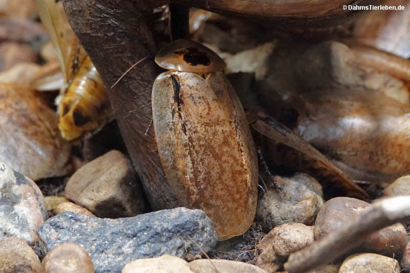 Pfefferschabe
(Archimandrita tesselata) Archimandrita tesselata