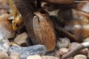 Archimandrita tesselata
