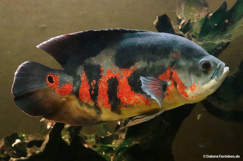 Pfauenaugen-Buntbarsch
(Astronotus ocellatus) Astronotus ocellatus