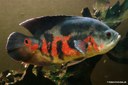 Astronotus ocellatus