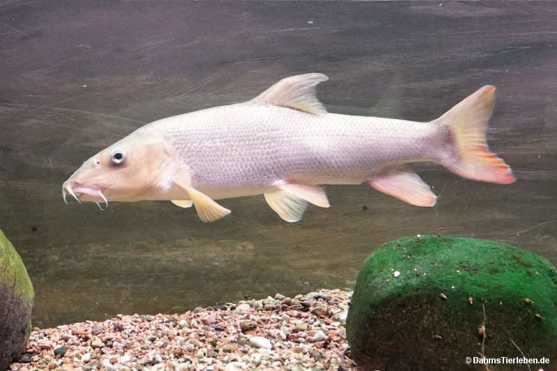 Flussbarbe
(Barbus barbus) Barbus barbus