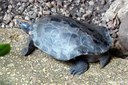 Batagur borneoensis