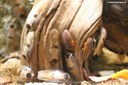 Blaberus giganteus