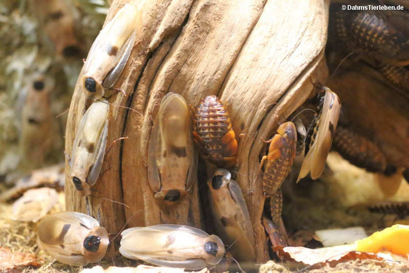 Blaberus giganteus-2