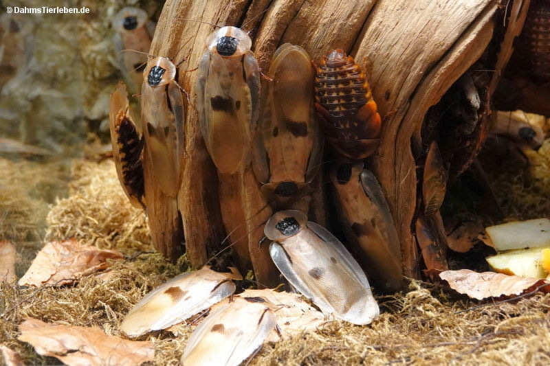 Blaberus giganteus