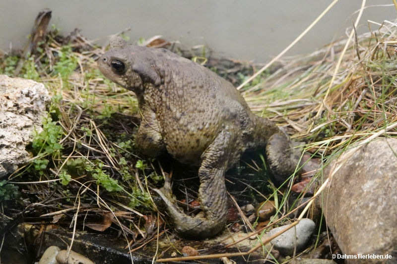 Erdkröte
(Bufo bufo) Bufo bufo