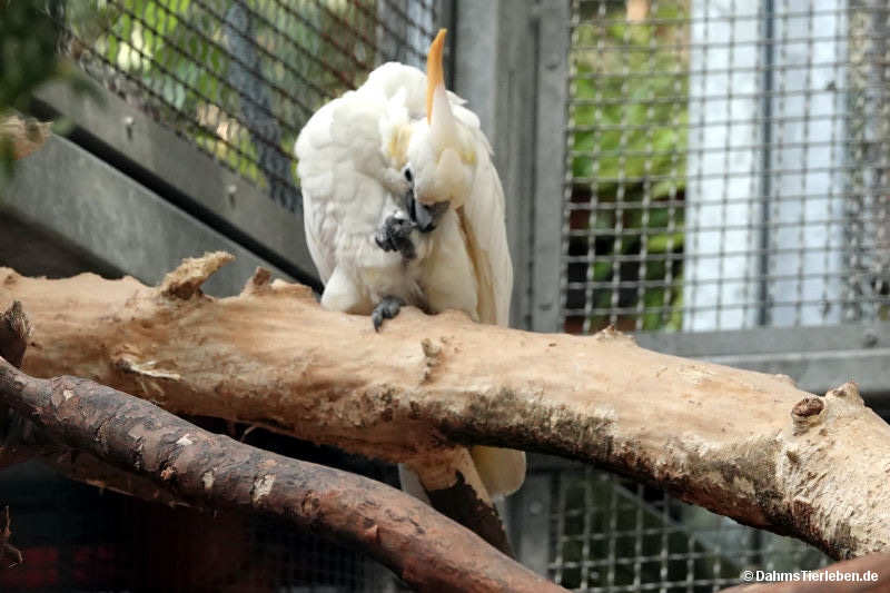 Orangehaubenkakadu Cacatua citrinocristata-1