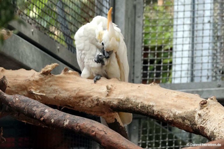 Cacatua citrinocristata