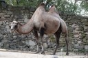 camelus-ferus.jpg