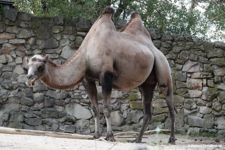 camelus-ferus.jpg