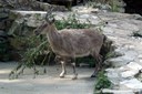 Capra falconeri heptneri
