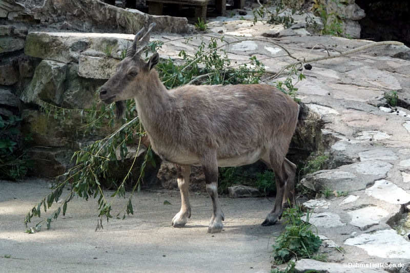 Capra falconeri heptneri