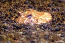 Ceratophrys cranwelli