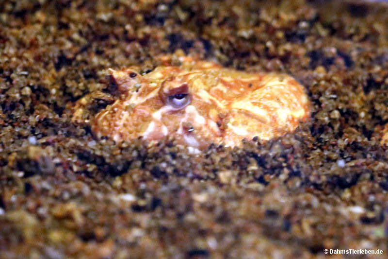 Cranwells Schmuckhornfrosch Ceratophrys cranwelli-1