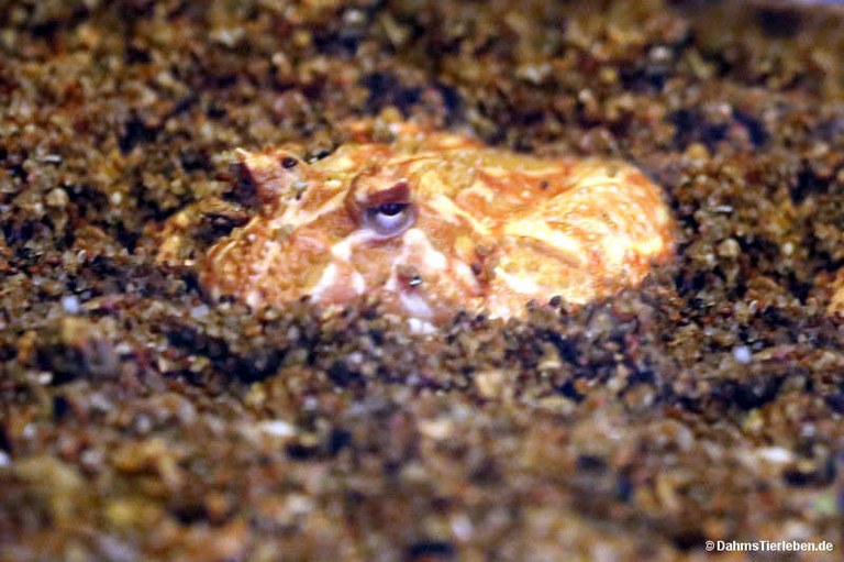 Ceratophrys cranwelli