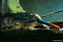 Cherax quadricarinatus