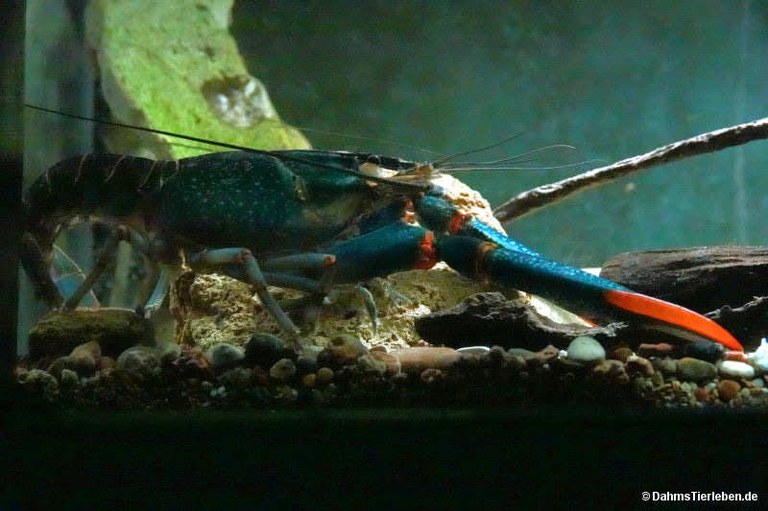Cherax quadricarinatus