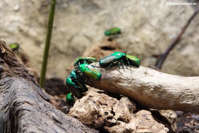 Chlorocala smaragdina