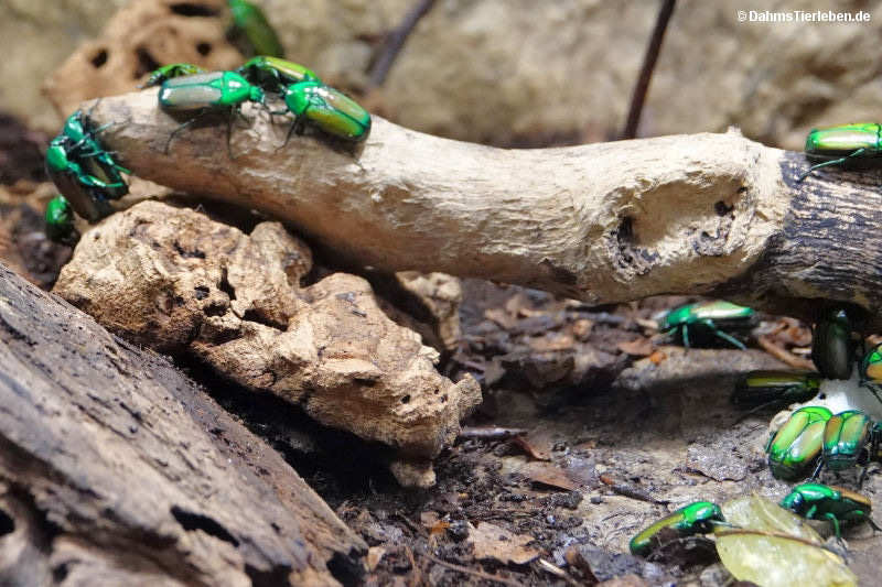 Rosenkäfer
(Chlorocala smaragdina) Chlorocala smaragdina