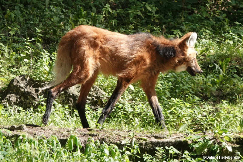 Mähnenwolf
(Chrysocyon brachyurus) Chrysocyon brachyurus