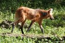 Chrysocyon brachyurus