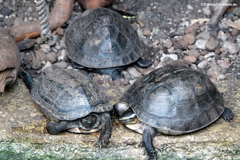 Amboina-Scharnierschildkröte
(Cuora amboinensis) Cuora amboinensis
