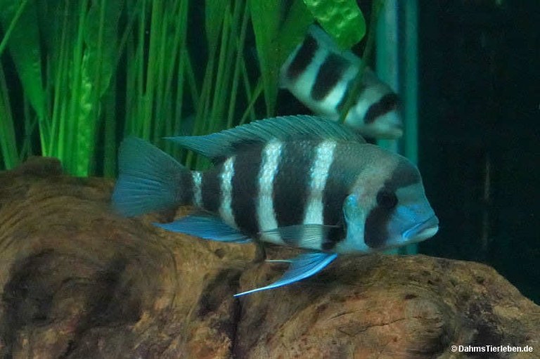 Cyphotilapia frontosa