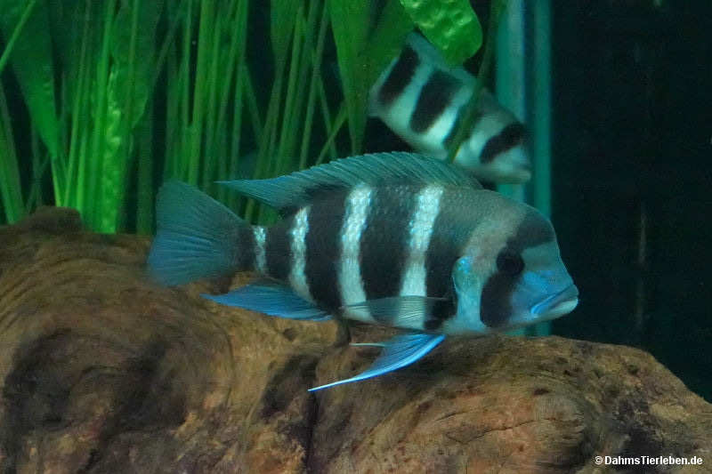 Tanganjika-Beulenkopf
(Cyphotilapia frontosa) Cyphotilapia frontosa