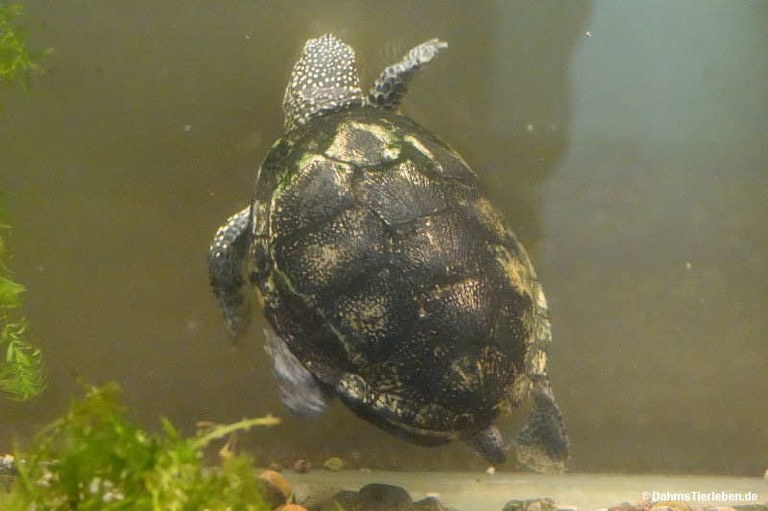 Emys orbicularis