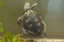 Emys orbicularis